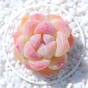 Echeveria Ice Green, 10 seeds, rare succulent, pink succulent, succulent [SEEDS ONLY]