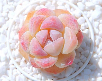 Echeveria Ice Green Seeds: Rare Pink Succulent (10 Seeds)
