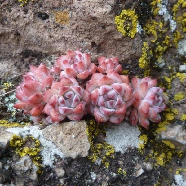 May include: Close-up of a cluster of pink succulent plants growing on a rocky surface covered in lichen.