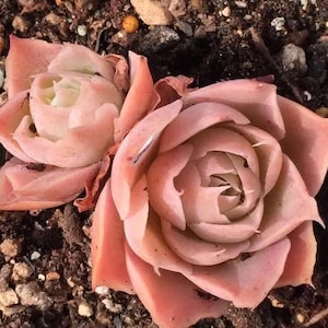 Echeveria simulans, Laguna Sanchez, rare succulent,  10 seeds [SEEDS ONLY]
