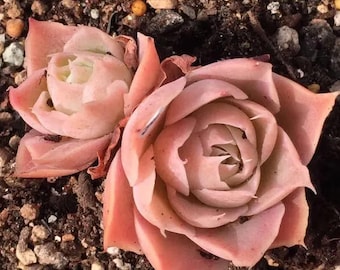Echeveria simulans, Laguna Sanchez, rare succulent,  10 seeds [SEEDS ONLY]