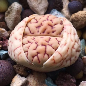 Lithops Bromfieldii v mennellii C044, 10 seeds [SEEDS ONLY]
