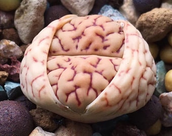 Lithops Bromfieldii v mennellii C044, 10 seeds [SEEDS ONLY]