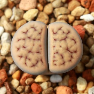 Lithops Karasmontana &quot;Smokey peach&quot; 10 seeds