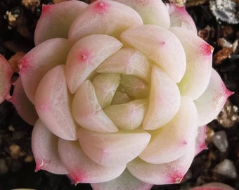 Echeveria Albamini X Monroe, Rare succulent,  10 seeds