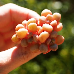 Rare plants, Graptoveria &#39;Avant-garde&#39; sp