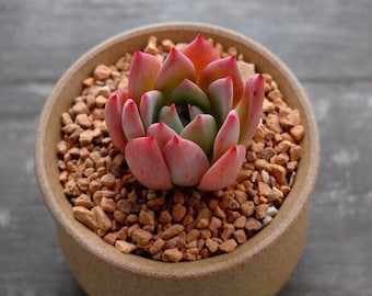 Echeveria colorata var brandtii, rare succulents, 10 seeds