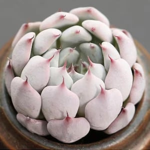 Echeveria cuspidata gemmula, rare succulent,  10 seeds [SEEDS ONLY]