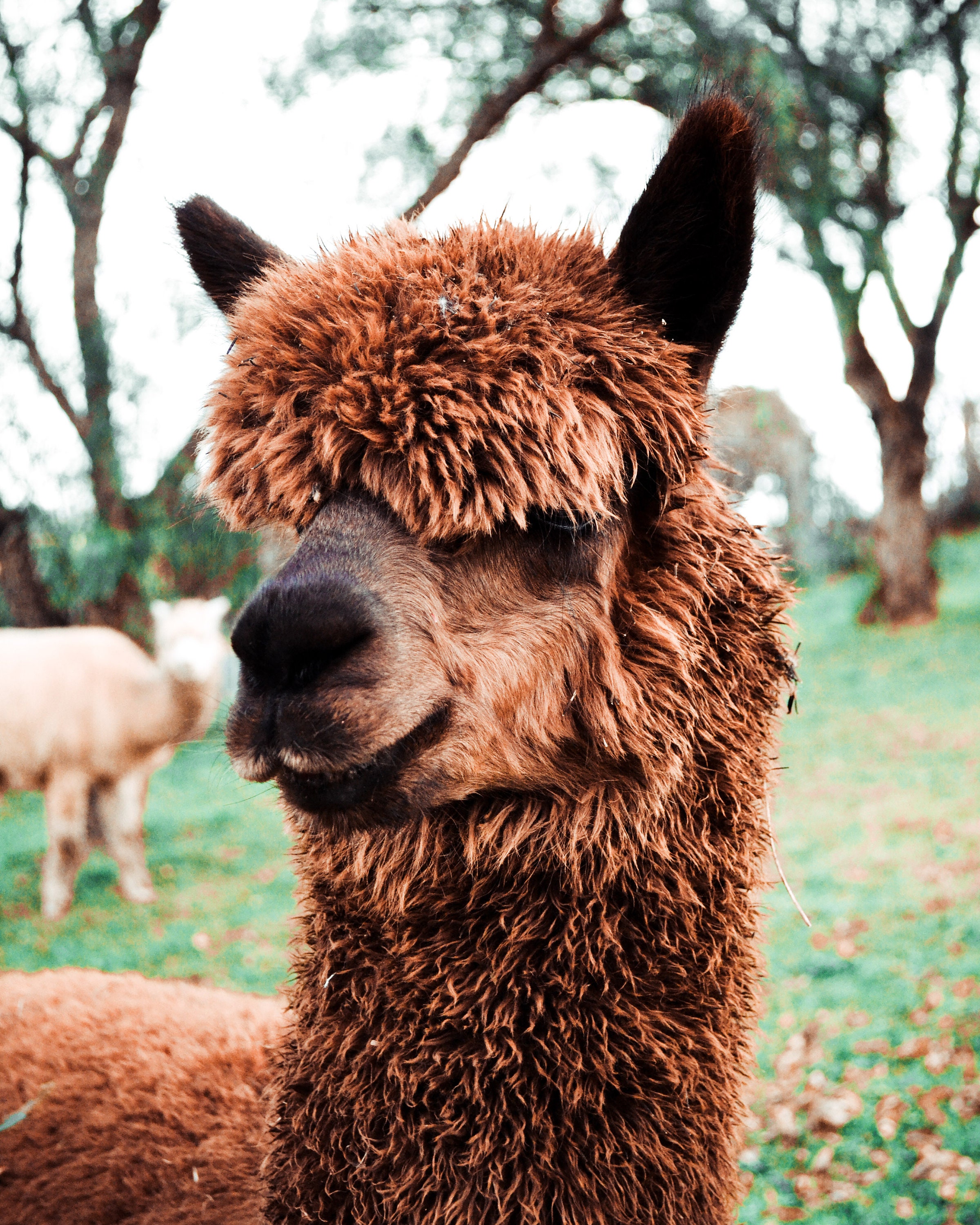 Alpaca photo print Australian Alpacas Alpaca Farm Photo Etsy