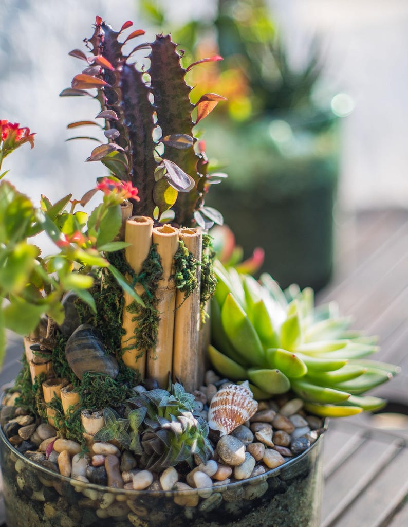 ESCARGOT DE TERRARIUM Etsy