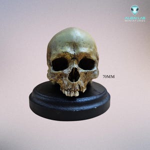 Realistic Human Skull Replica – Hand Painted Anatomical Art Sculpture for Gothic Home Decor, Horror Collectors, Halloween Display