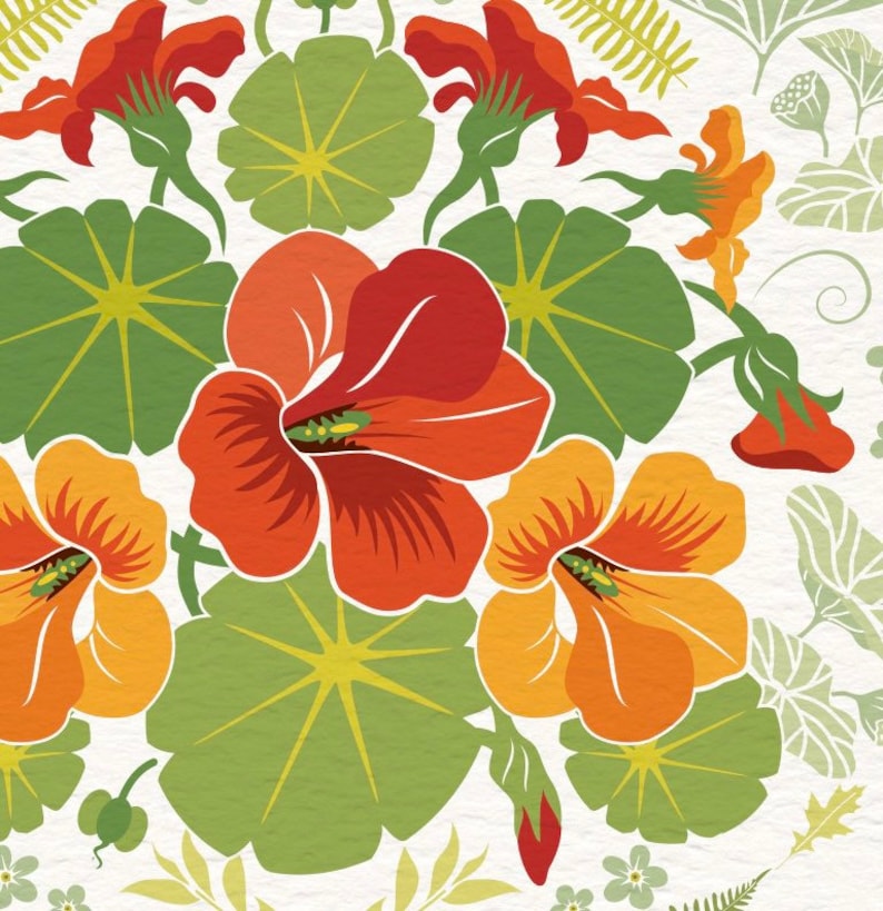 Close up section of the nasturtium flowers showing the detail in my illustration.