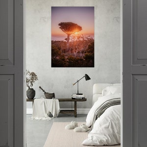 Drakenbloedboom tijdens zonsopgang | Socotra-fotografieafdruk |  Fotografie in Jemen