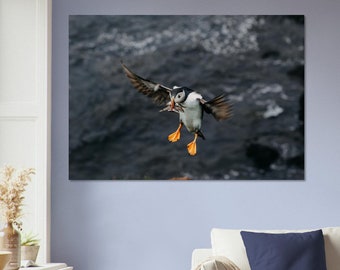 Atlantic Puffin Portrait | Lundi |  Iceland Photography print | Travel wall art | Wildlife wall art