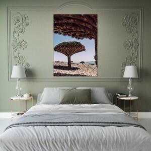 Socotran-drakenboom | Socotra-fotografieafdruk |  Fotografie in Jemen
