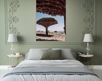 Socotran Dragon Tree | Socotra photography print |  Yemen Photography