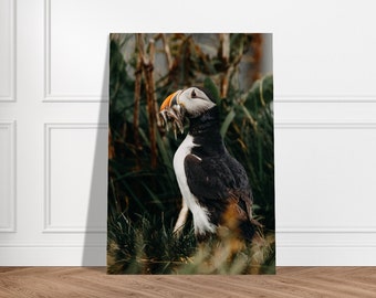 Atlantic Puffin | Puffin in Iceland Photography print | Travel wall art | Wildlife Iceland