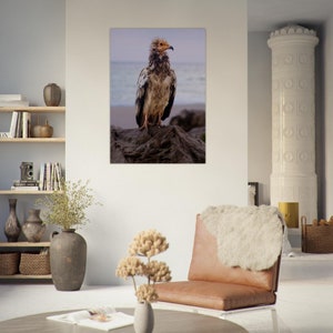 Egyptische gier kunst aan de muur | Socotra-fotografieafdruk |  Fotografie in Jemen