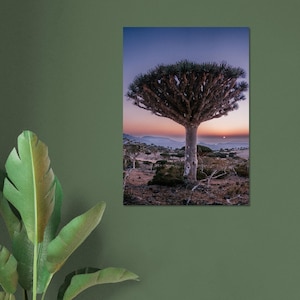 Drakenbloedboom tijdens Zonsopgang | Socotra fotografie afdrukken | Jemen Fotografie