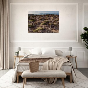 Firmhin bos van drakenbloedbomen | Socotra fotografie afdrukken | Jemen Fotografie