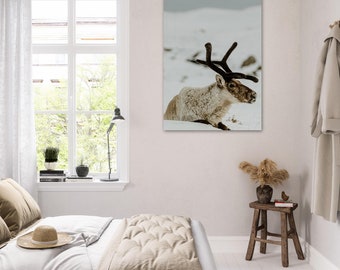 Reindeer Print | Reindeer in Iceland Photography print | Travel wall art | Wildlife Iceland