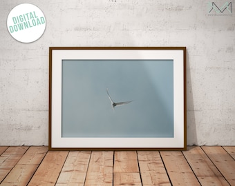 Arctic Tern Minimal Bird Photography |  Iceland Art Print | Digital Download | modern printable home decor from Iceland