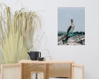 Blue footed Booby Print | Isla Isabela Galapagos | Blue footed boobies | Bird Photography Wall Art