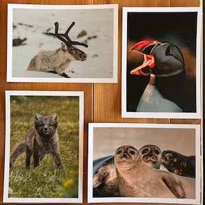 Faune d'Islande | Cartes postales islandaises - Lot de 4 cartes postales de photographie souvenir d'Islande