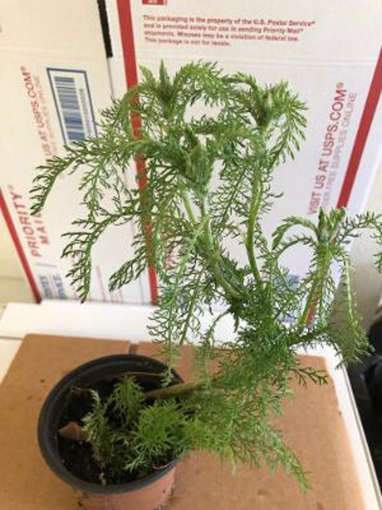 Herb plants Yarrow Achillea Millefolium Pot colitis