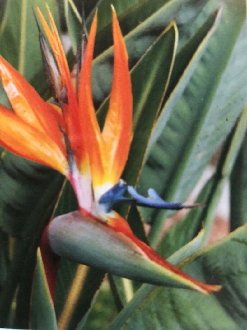 Bird of Paradise Indoor/outdoor image 1