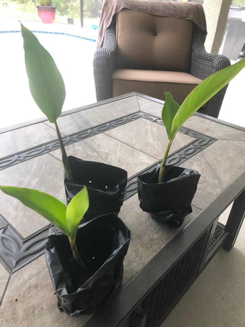 Parrot's Beak heliconia Psittacorum Red & Yellow Live Plant Free