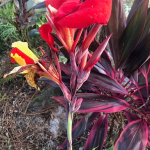 Variegated Giant 4'-5' Canna Lily Rhizome (Cleopatra), Red & Yellow Blooms Free shipping