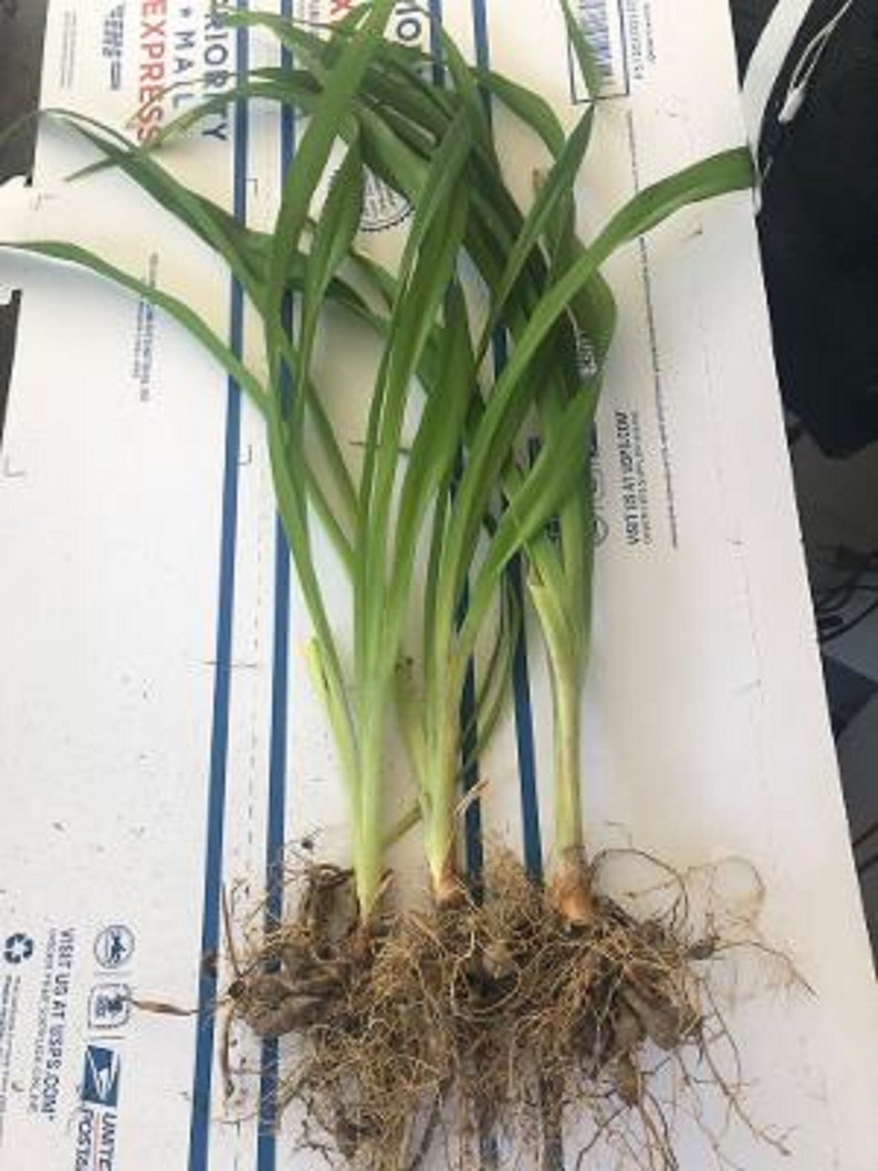 4 Ditch orange tiger lily daylilies bare roots Etsy