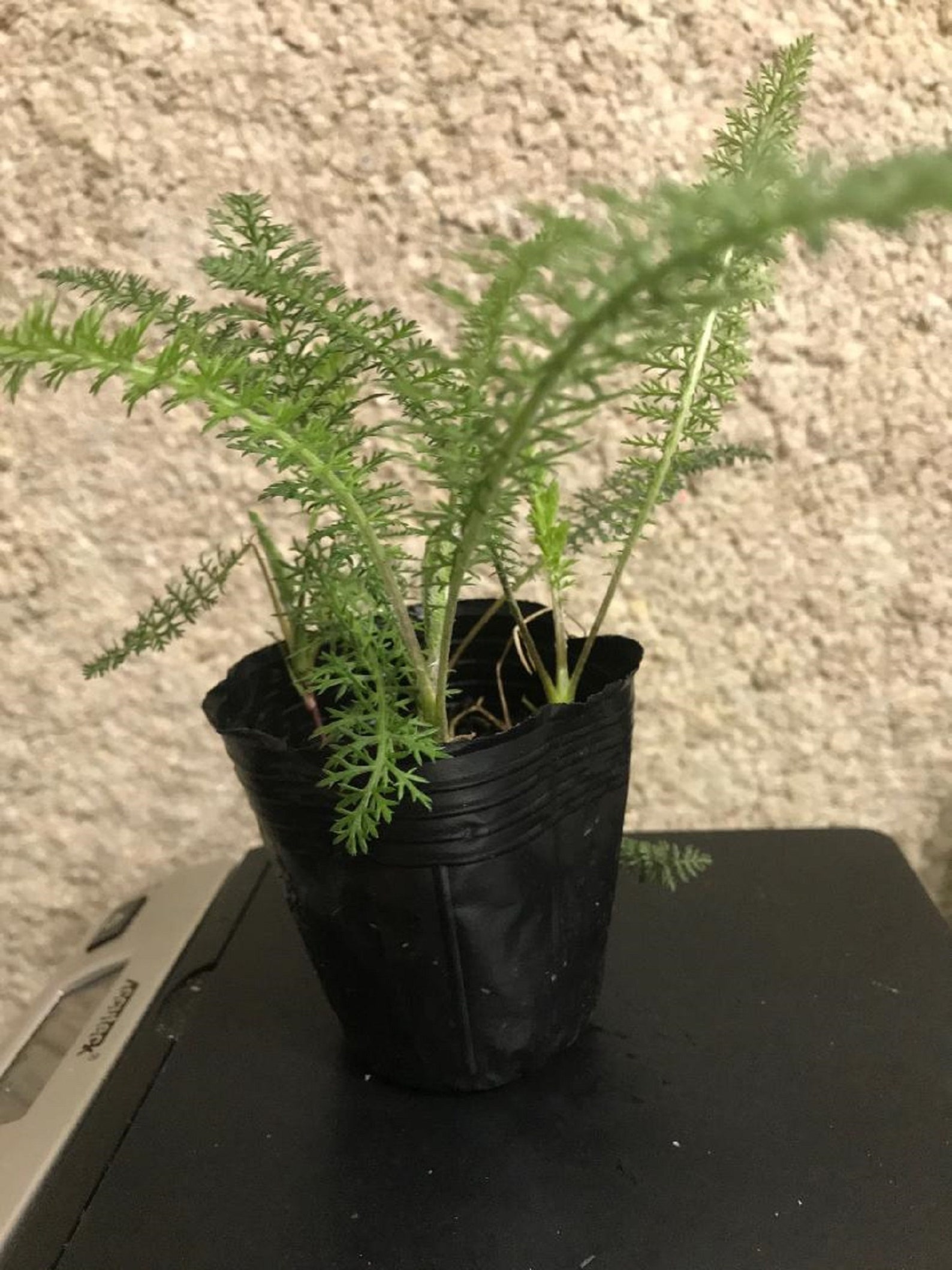 Herb 3 plants Yarrow Achillea Millefolium Pot colitis Etsy