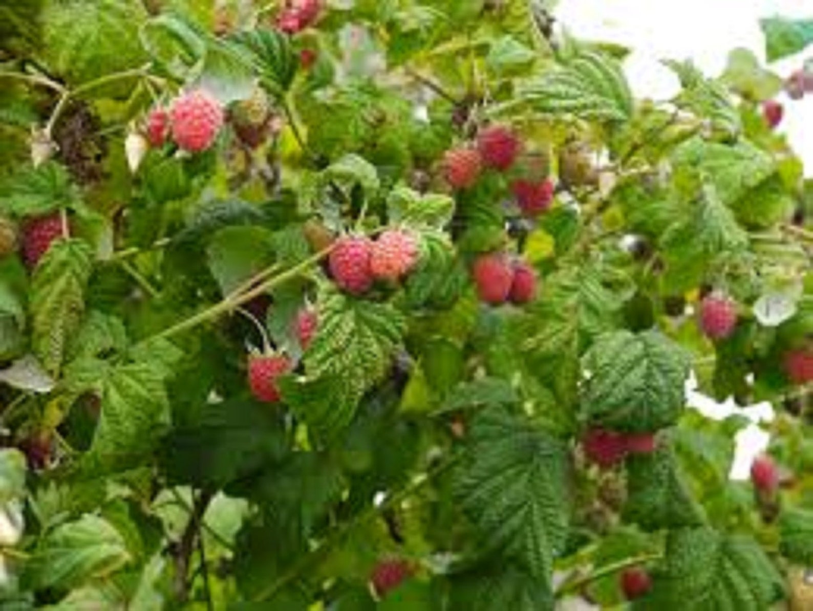 Three Plants 12 Wild Red Raspberry Bush/shrub LIVE Bare Etsy