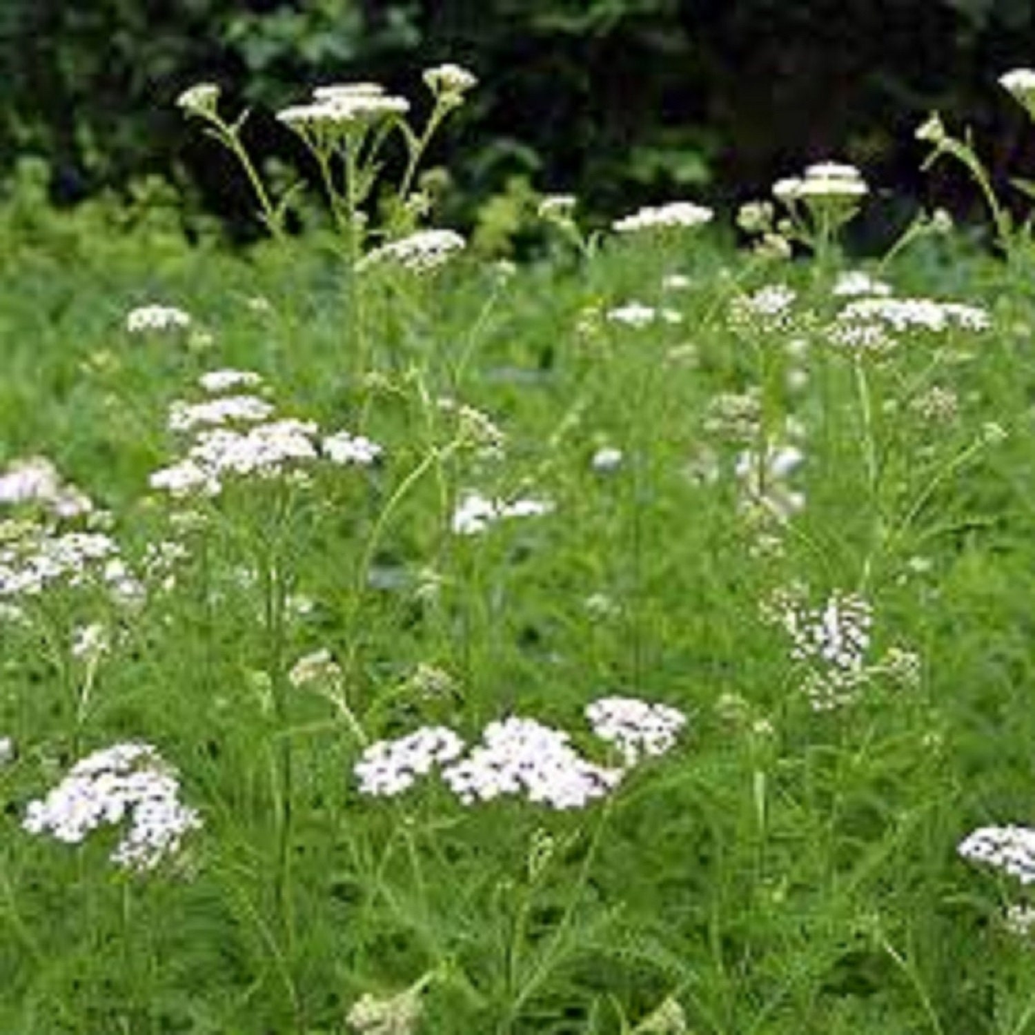 Herb plants Yarrow Achillea Millefolium Pot colitis