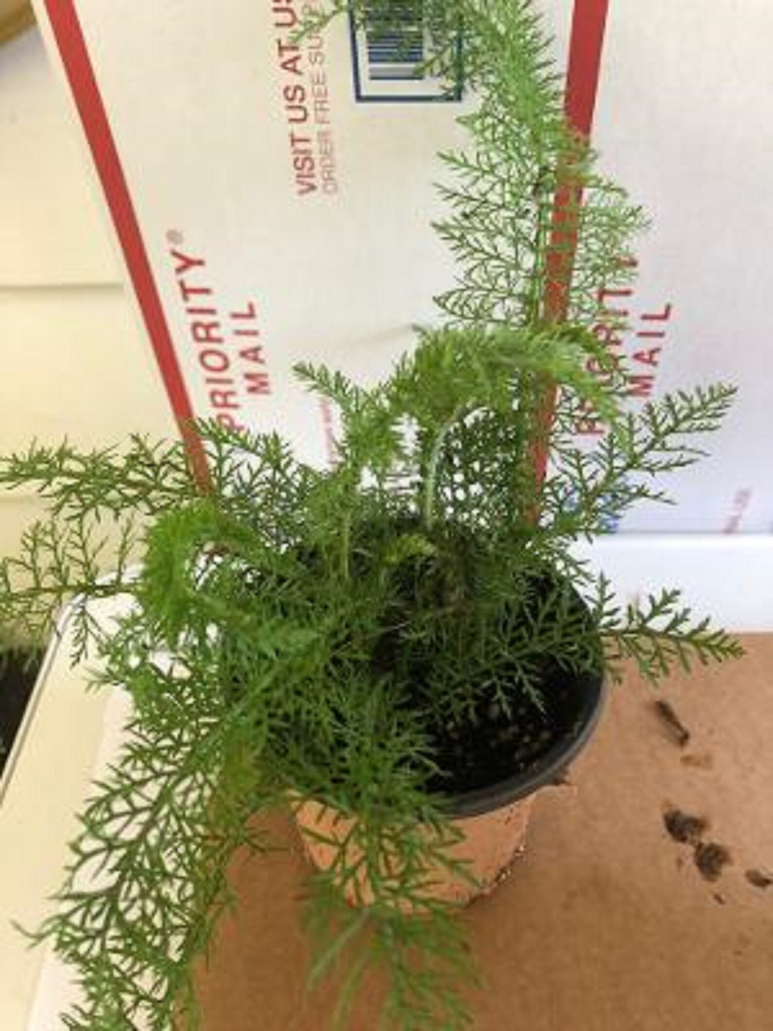 Herb plants Yarrow Achillea Millefolium Pot colitis