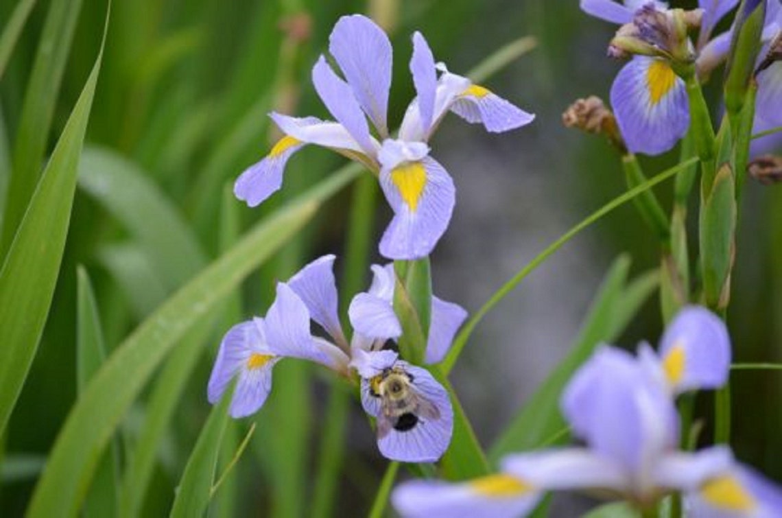 23 Feet Plants Six Bulbs Wild Blue Flag Iris DEER RESISTANT Etsy