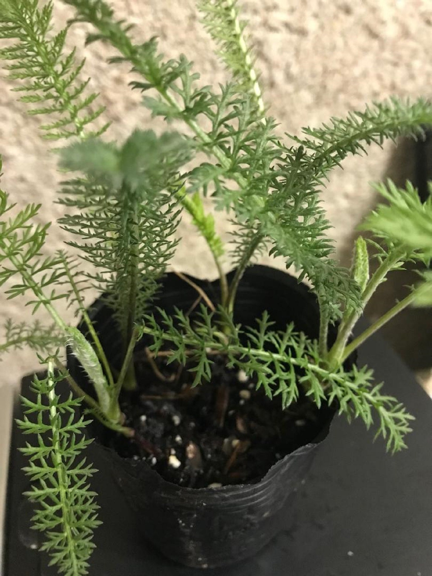 Herb 3 plants Yarrow Achillea Millefolium Pot colitis Etsy