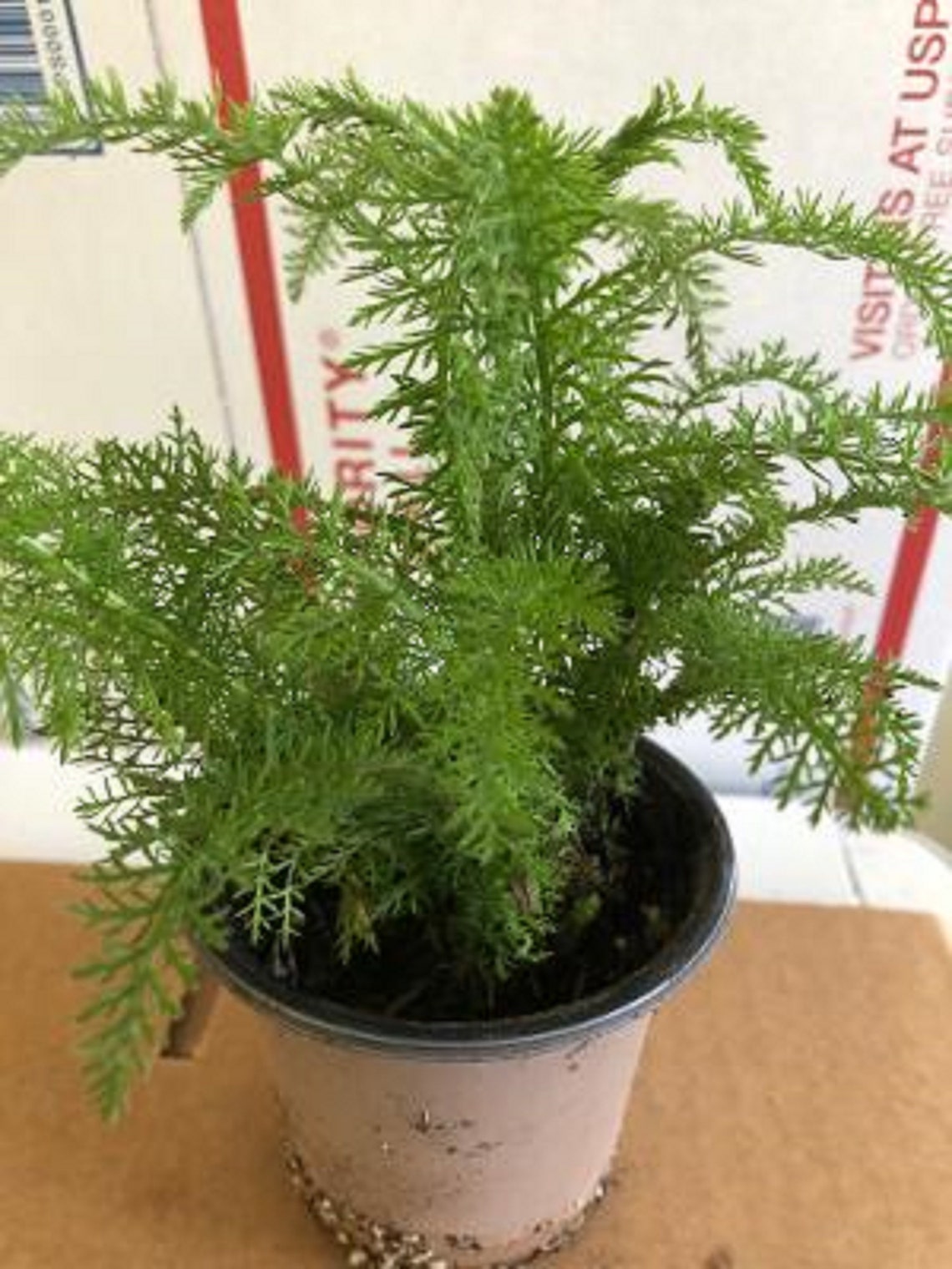 Herb plants Yarrow Achillea Millefolium Pot colitis