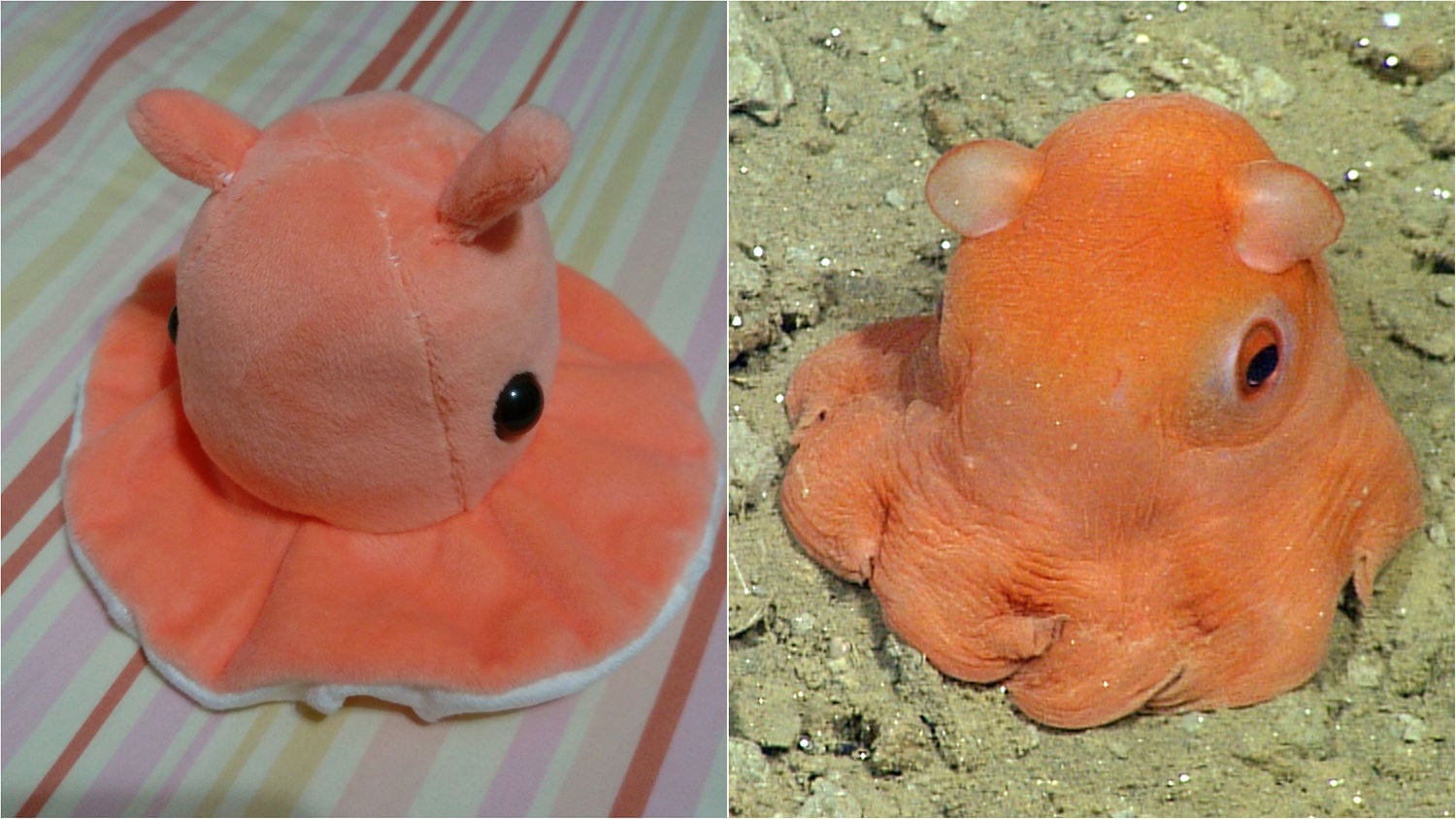 S Flapjack Octopus Plush Orange 