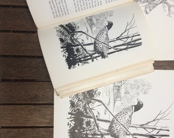 20 original ink drawings by Sam Savitt for 1962 book, "Fawn in the Forest"