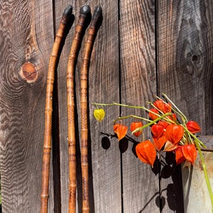 May include: Three antique bamboo walking sticks with dark, rounded tops and intricate patterns. The sticks are a warm brown color, leaning against a weathered wooden wall. Orange and yellow flowers are in a metal container.
