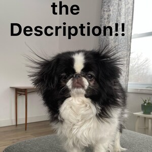 May include: A Japanese Chin dog with black and white fur stands on a gray upholstered surface. The dog has a distinctive facial pattern and long, flowing fur. Text above the dog reads "Read the Description!!"