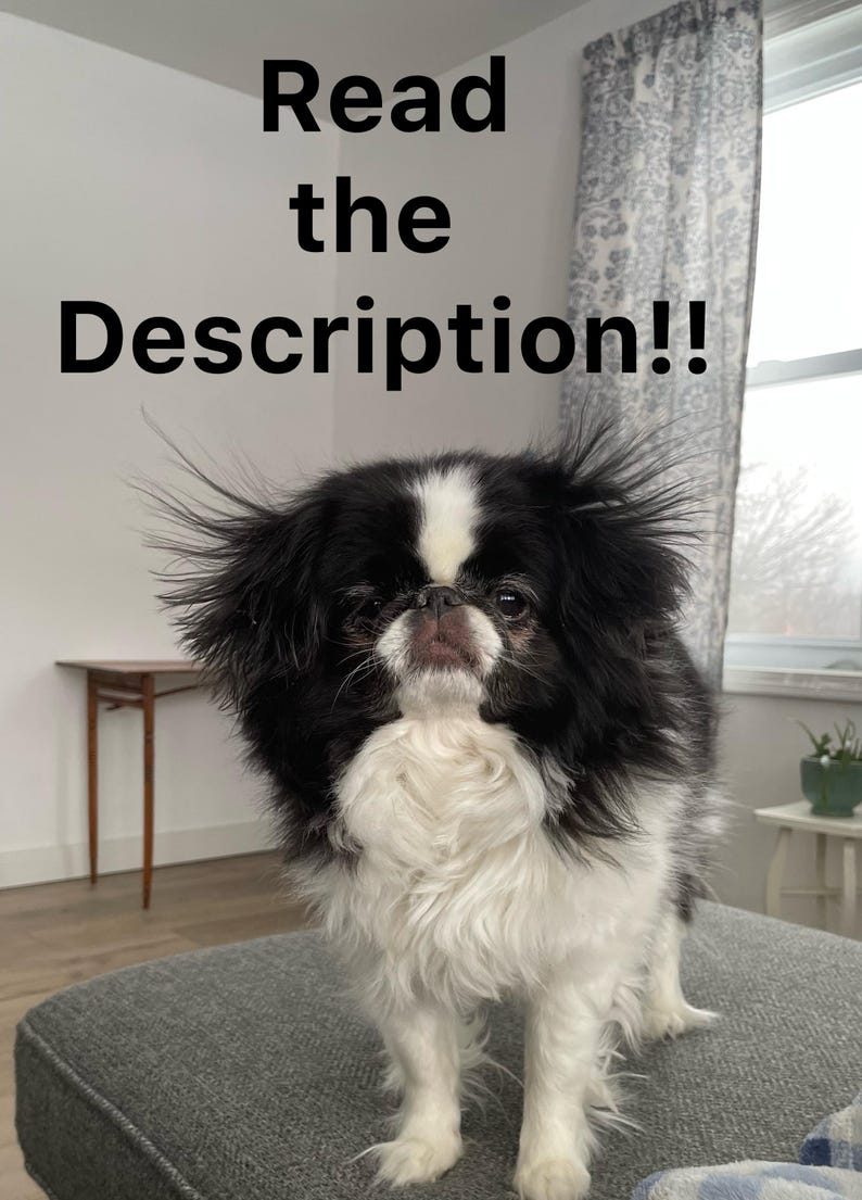 May include: A Japanese Chin dog with black and white fur stands on a gray upholstered surface. The dog has a distinctive facial pattern and long, flowing fur. Text above the dog reads "Read the Description!!"