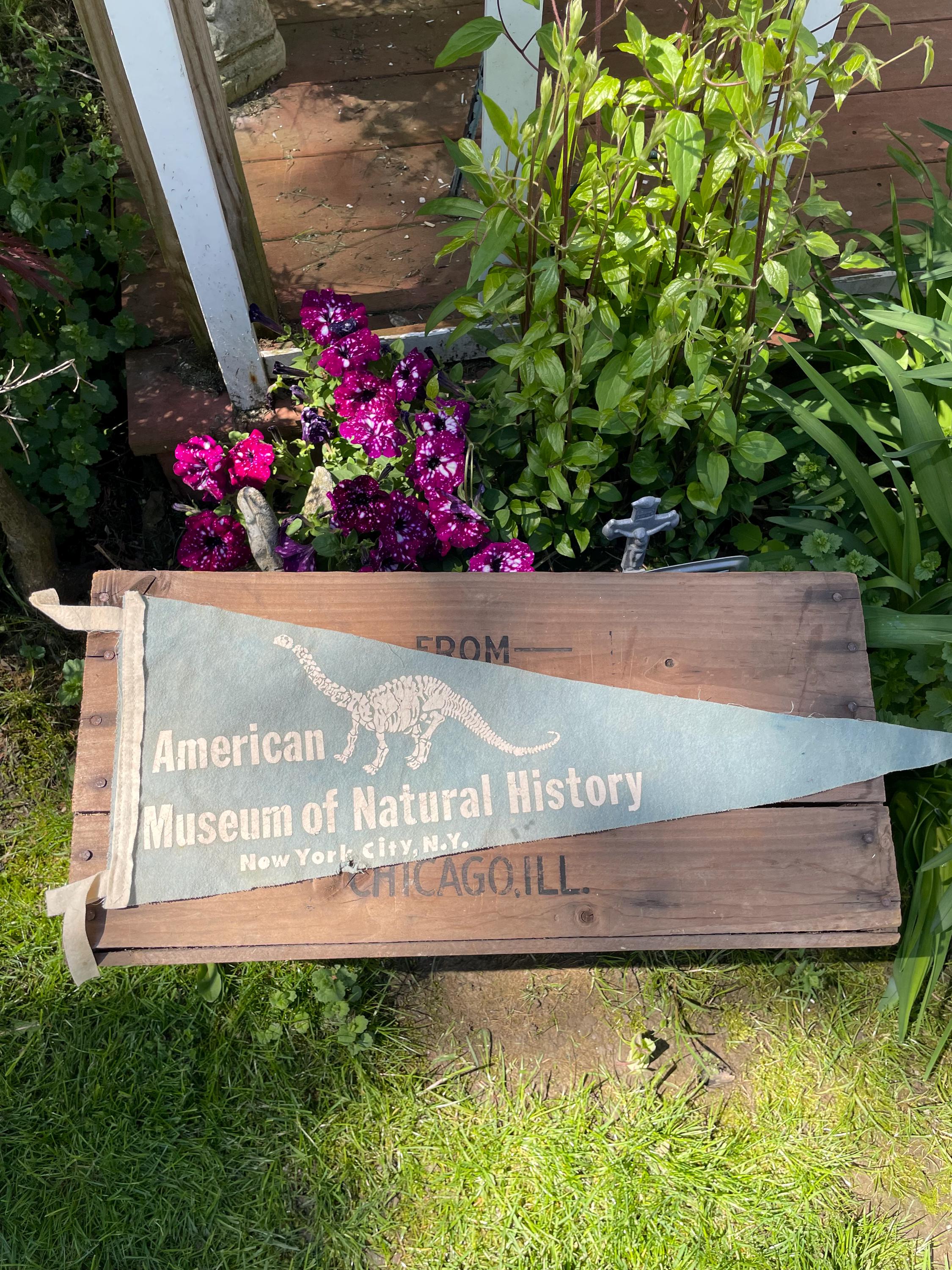 Vintage American Museum of National History Pennant with Dinosaur Skeleton Graphic 24" New York City