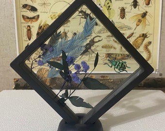 Floating frame with Real pinned weevil insect and dried flowers