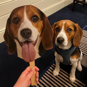 以下が含まれることがあります： ビーグル犬が、ビーグルの顔の大きな切り抜きと並んで座っています。切り抜きは人が持っています。犬は茶色と白の毛並みで、青いハーネスを着ています。切り抜きには長いピンク色の舌があります。