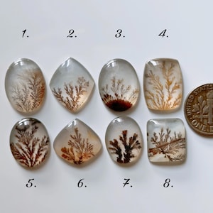 May include: Eight polished dendritic agate cabochons arranged in two rows, numbered 1 through 8. Each translucent stone features unique brown, tree-like inclusions. A United States dime is placed next to the eighth stone for scale.