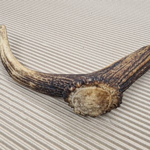 Beautiful Deer antler horn walking hikeing stick handle